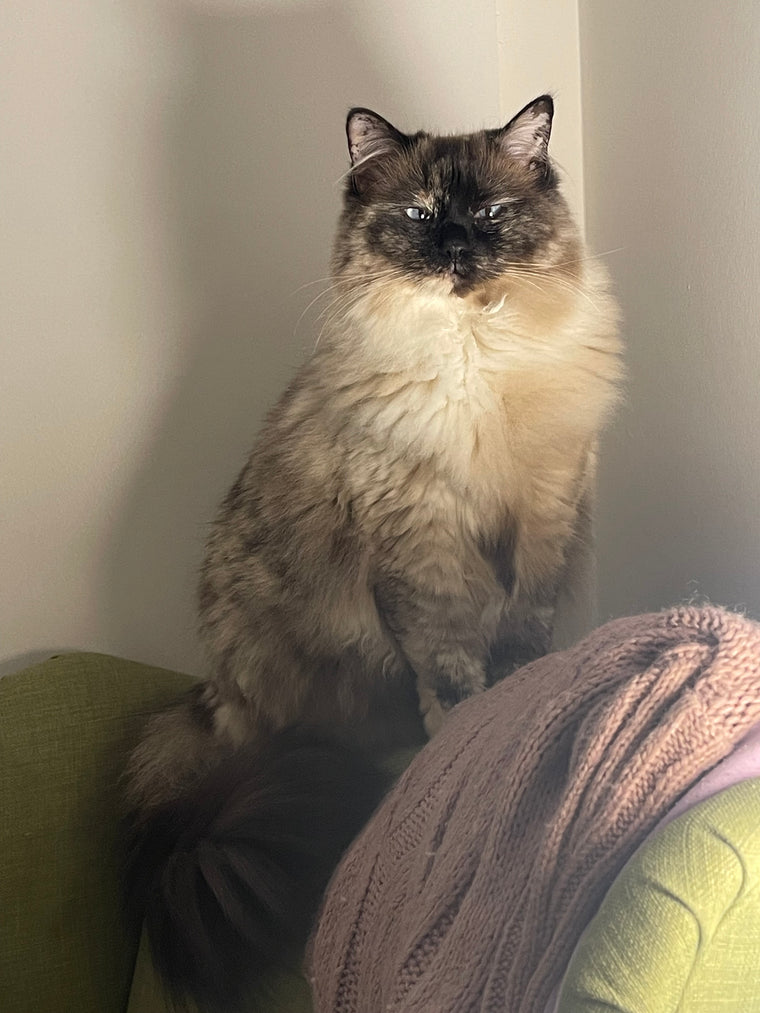 Uploaded pet photo example